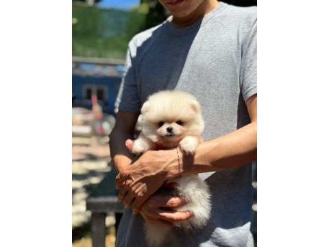 Sağlık ve ırk garantili pomeranian