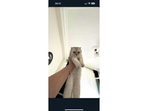 4,5 aylık erkek british shorthair orjinal, ücretsiz