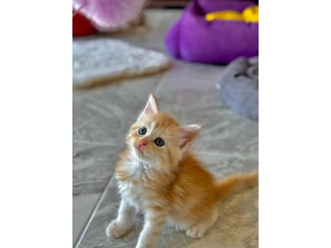 Wcf secereli şampiyon soylu saglık garantili maine coon