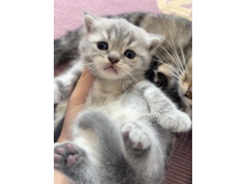 Dişi scottish fold x american shorthair melezi yavru