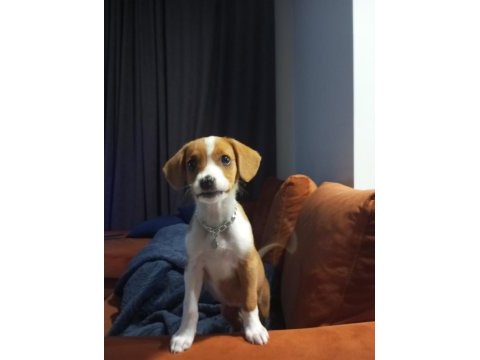 Yunan koloni köpeği 2.5 aylık