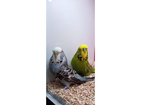 Show jumbo çift kuşlarımız