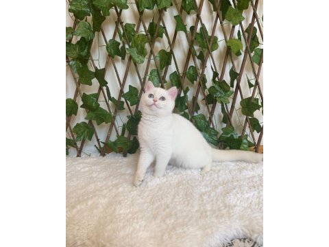 British shorthair golden point dişi ny1233
