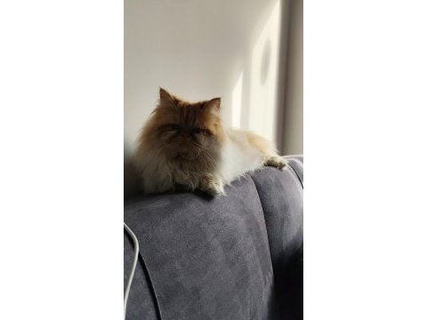 3 yaşında iran kedisi
