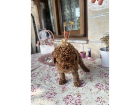 Toy poodle 2 aylık erkek aşılı tuvalet eğitimli