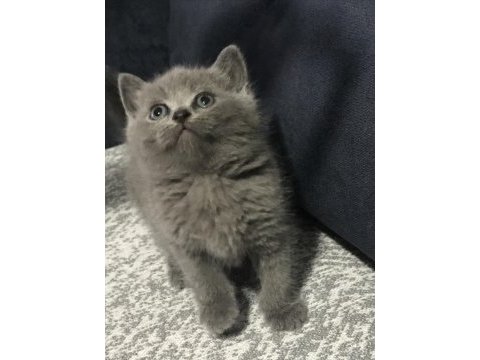 35 günlük safkan british shorthair yavrularım
