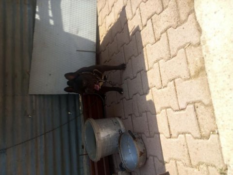 French bulldog 1 yaşında