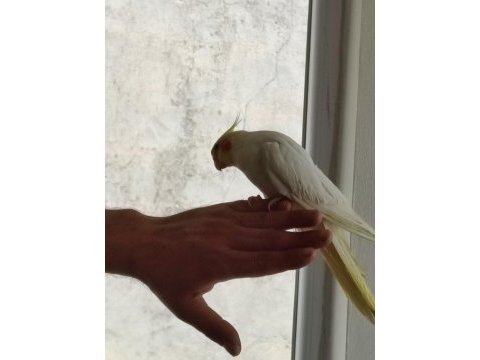 4 aylık sultan papağanı lutino kırmızı göz