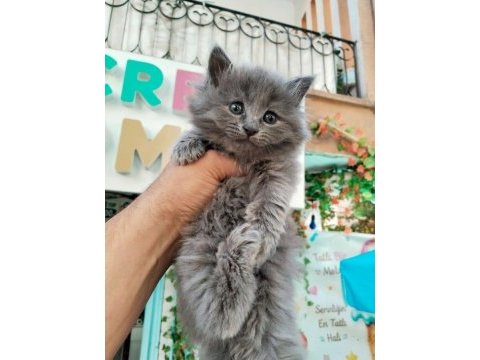 Safkan british longhair bebek