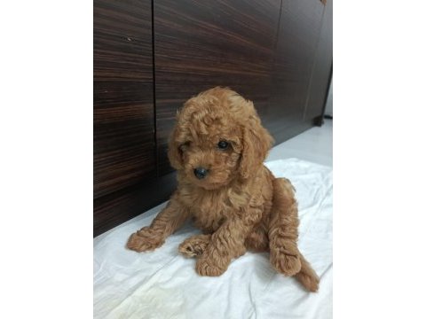 Hakiki toy poodle