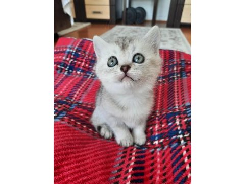Yavru kedi