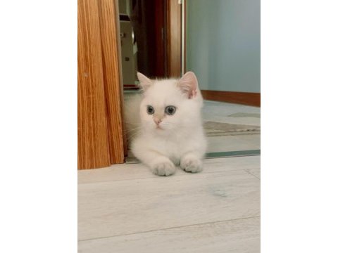 Safkan şecereli british shorthair erkek