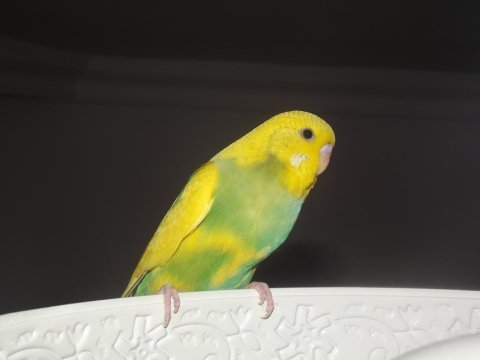 Muhabbet kuşu