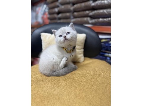 Lynx point erkek british shorthair
