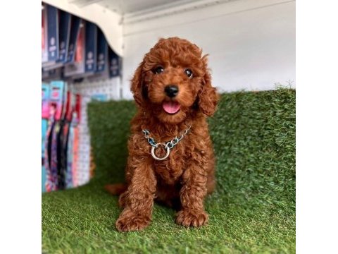 Sevimli toy poodle yavrularımız
