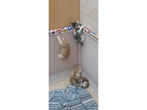 1 aylık tatlı mı tatlı yavru kedilerimiz