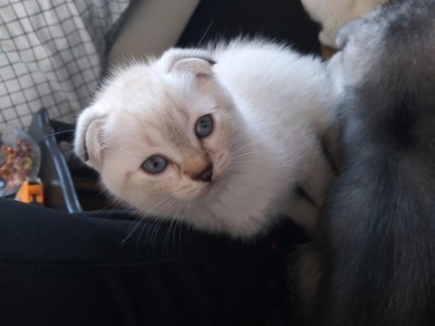 Beyaz maviş safkan scottish fold yavru