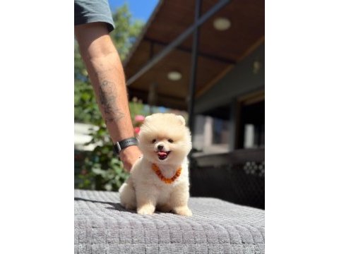 Pamuk şekeri pomeranian boo