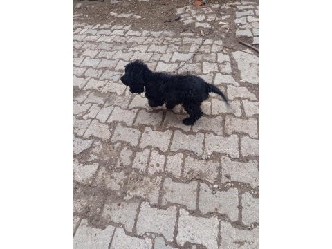 Toy poodle köpeği siyah