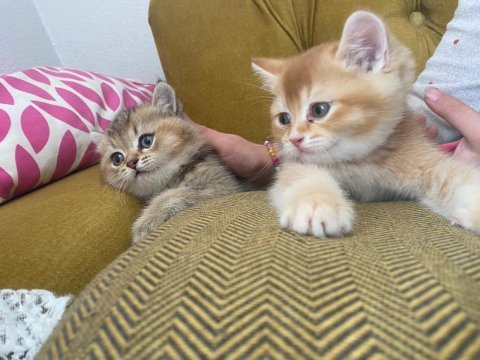 British shorthair
