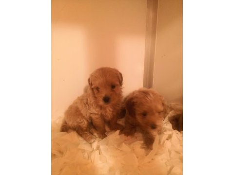 Poodle ayarında maltipoo köpeklerimiz