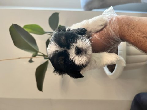 Shih tzu şecereli yavrular a kalite tüm illere gönderim