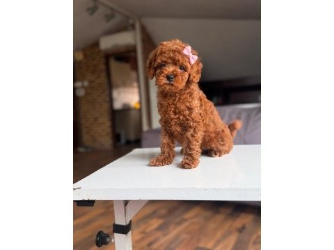 Orjinal toy poodle yavrumuz lupi