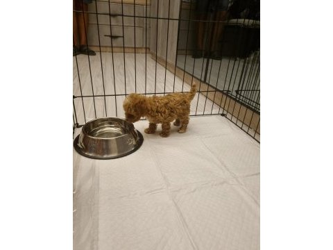 Orijinal teacup maltipoo köpeğimiz