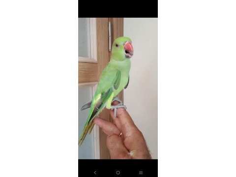 Ful evcil yeni yeni konuşan pakistan papağanı