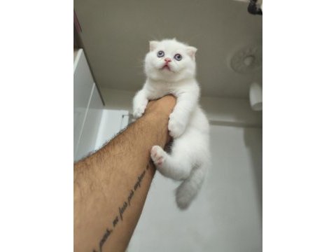 2 aylık kedilerimiz sahiplendirilecektir
