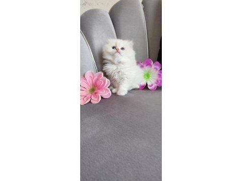 Kaliteli sağlıklı british longhair yavrular