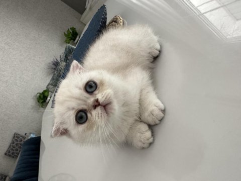 Scottish fold kedimize sevgi ile büyütecek aile arıyoruz