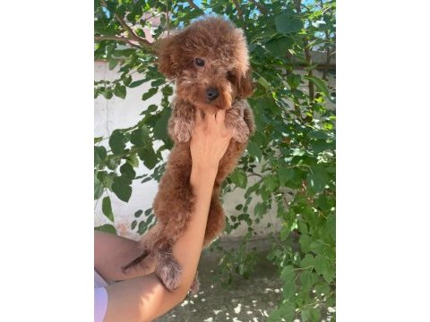 8 aylık erkek 20 cm kore poodle