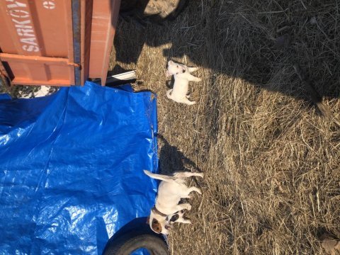 30 günlük jack russell yavrularımız