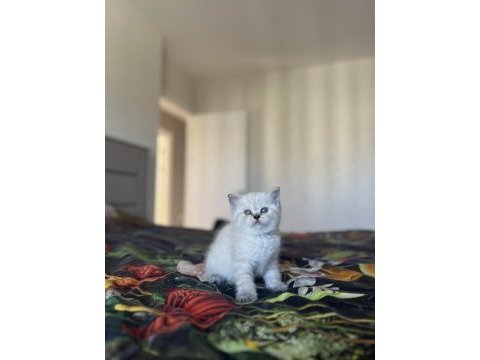 Brıtısh shorthair sılver yavrularım 
