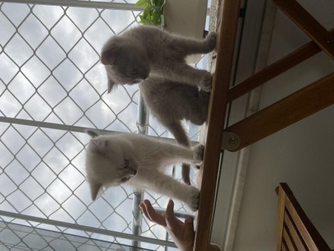 Secereli 60 günlük dişi yavrularımız british shorthair