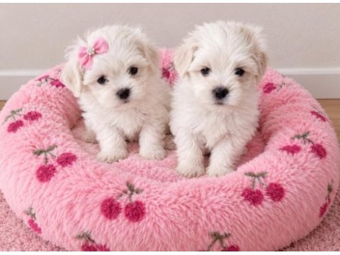 Maltese terrier minik bebekler