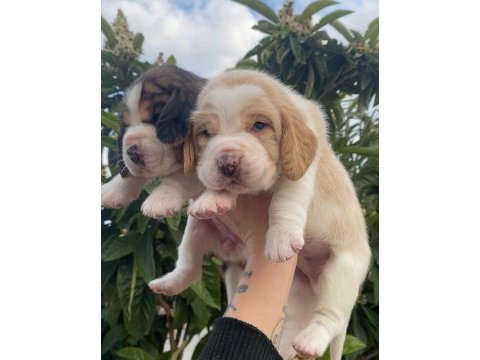 Üst kalite beagle yavrular