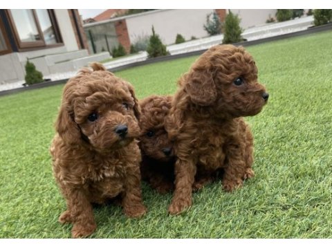 Poodle yavrular