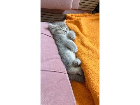 3 tane dişi 2 aylik british shorthair yavru kedimiz