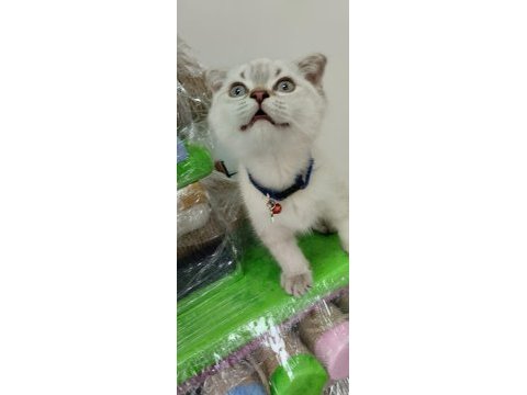 Scottish fold hair long blue point