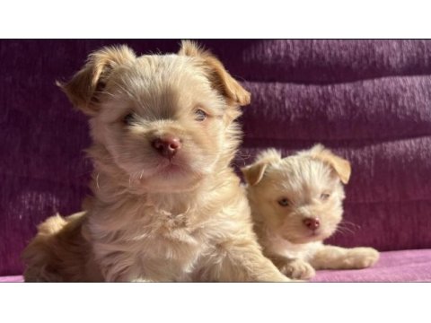 Terrier yavrularımız sahiplendirilecekler