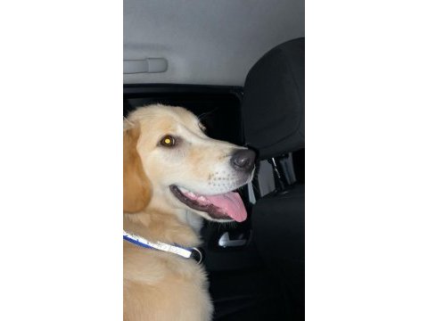 Acil sahiplendirme golden retriever