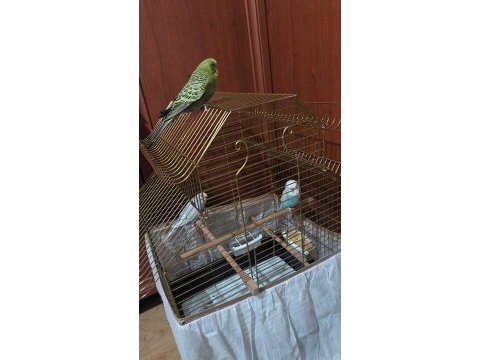 Maviler çift jumbo muhabbet kuşu