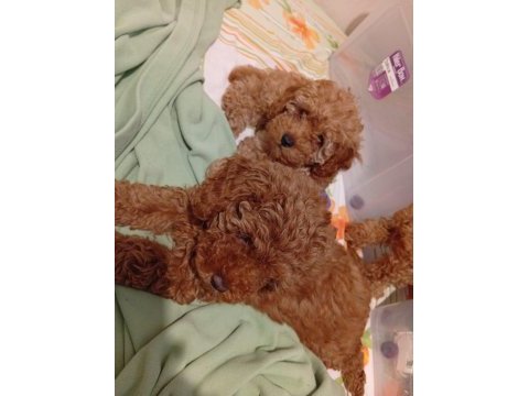 Toy poodle ( ırk garantili bebeklerimiz )