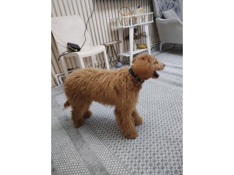 Sevecen güzel köpeğimiz
