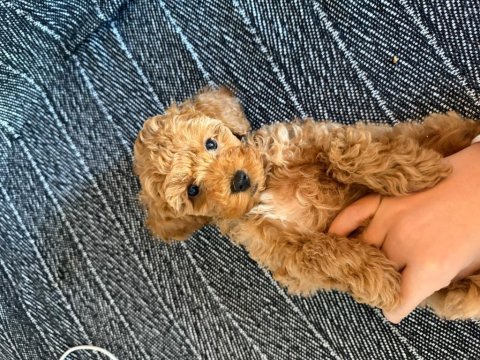 Minyatür poodle 2,5 aylık safkan