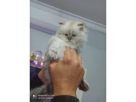 Tatlılar geldi british longhair