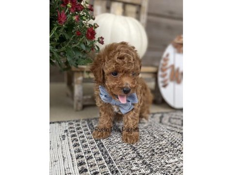 Toy poodle köpeği