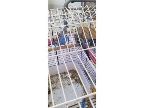 Yavru alınmış ele alışık takım muhabbet (erkek konuşuyor)